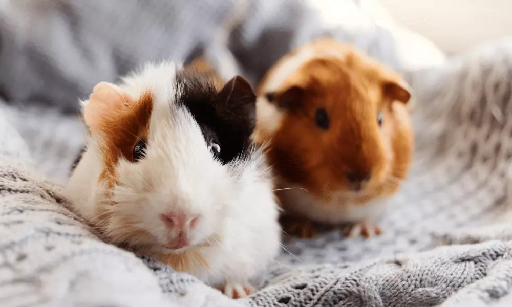 What Is the Difference Between Hamsters and Guinea Pigs